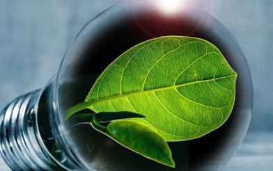 Leaf In A Lightbulb