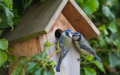 Blue Tits At A Bird Box